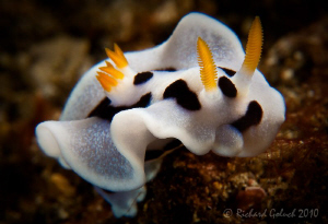 Chromodoris Dianae-Lembeh by Richard Goluch 